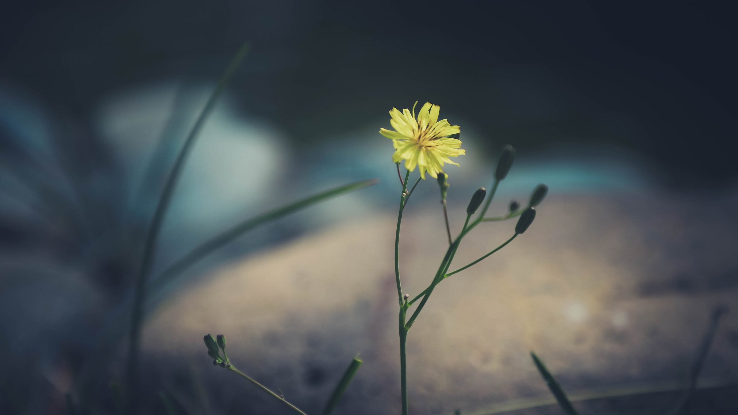 分享游戏给亲朋好友玩推荐123云盘，请不要直接分享自动生成的下载链接给你朋友。-雪糕资源网 - 全网首家一键全自动搭建游戏脚本